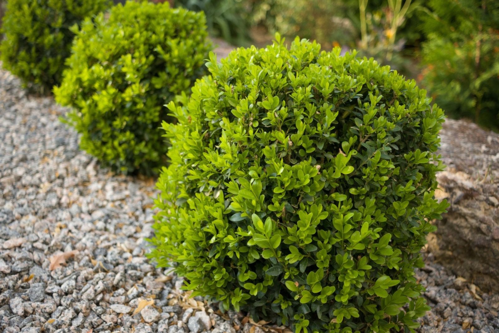 boxwood bushes