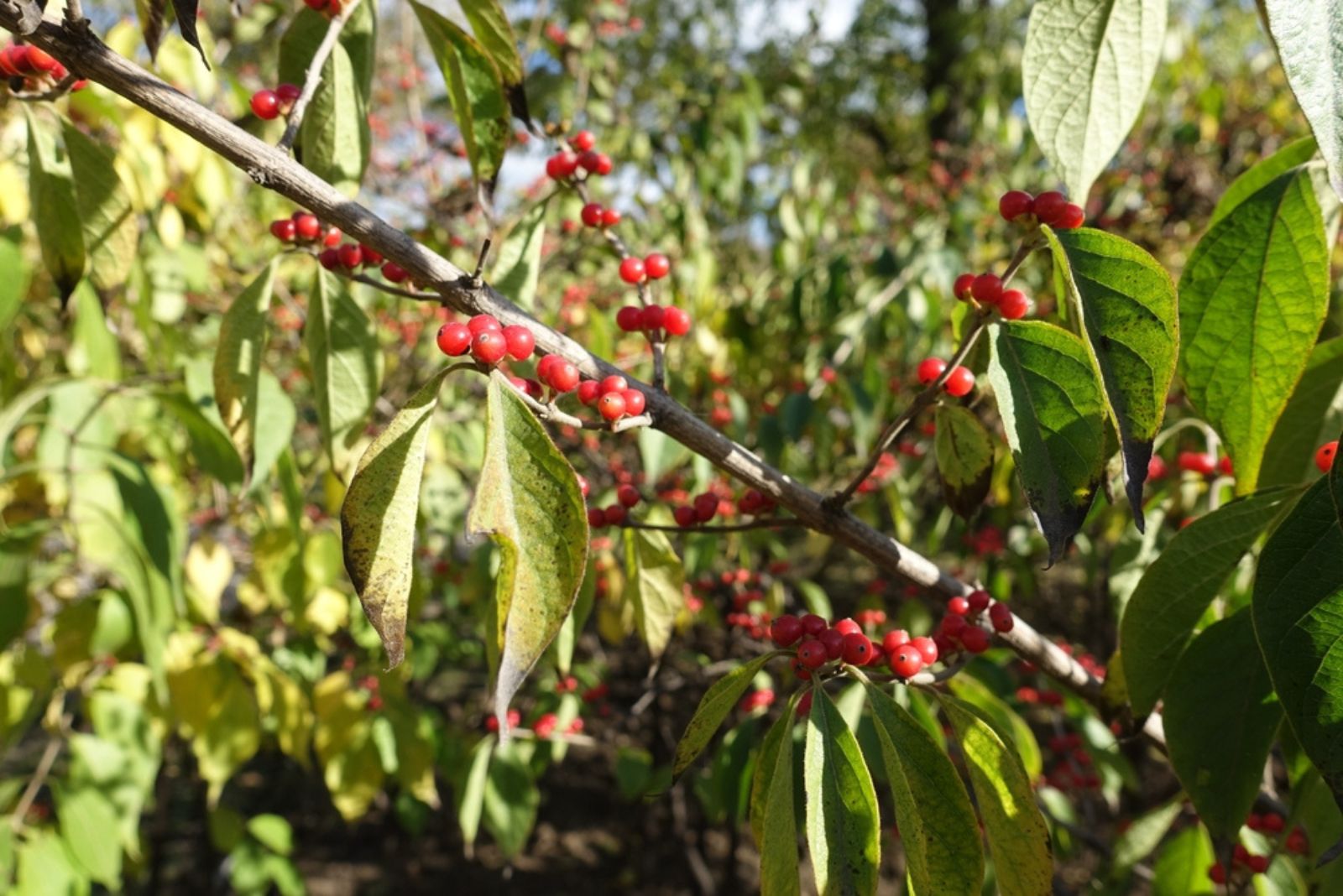 branch of Amur honeysuckle with red berries