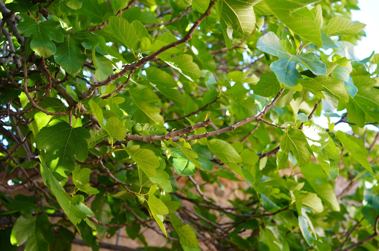 branches of a fig tree