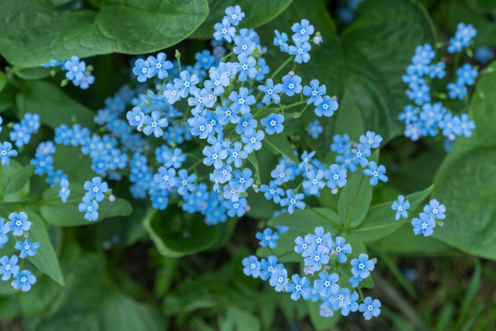 brunnera Jack Frost