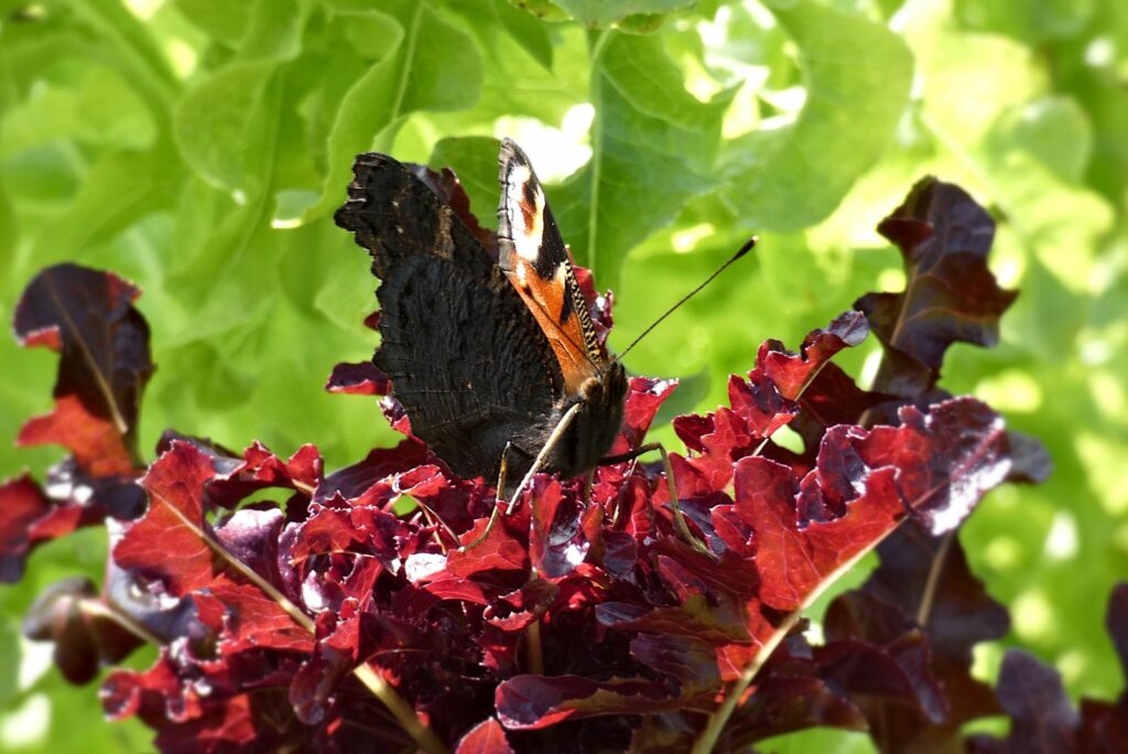 butterfly on Heuchera