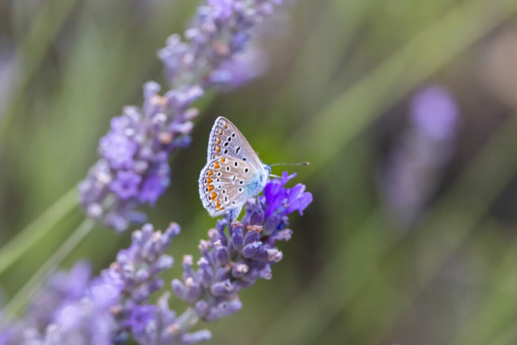 butterfly on lavender