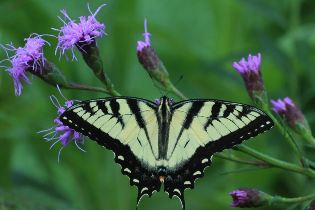 butterfly papilio glaucus on dwarf blazing star