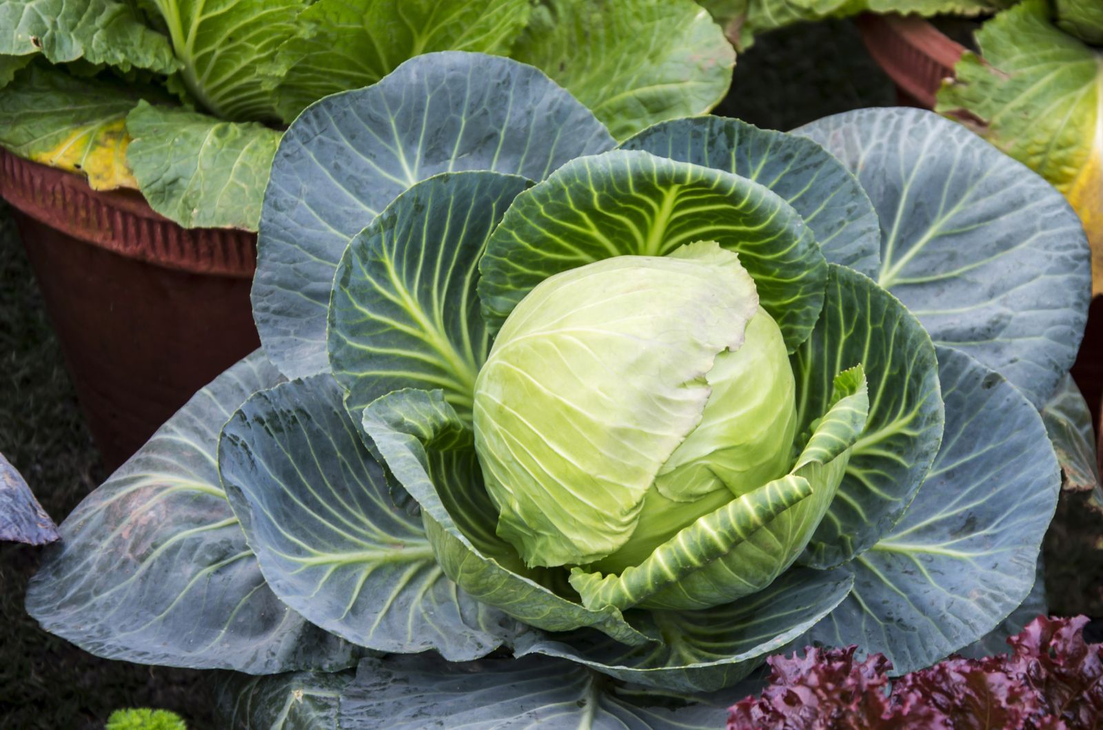 cabbage