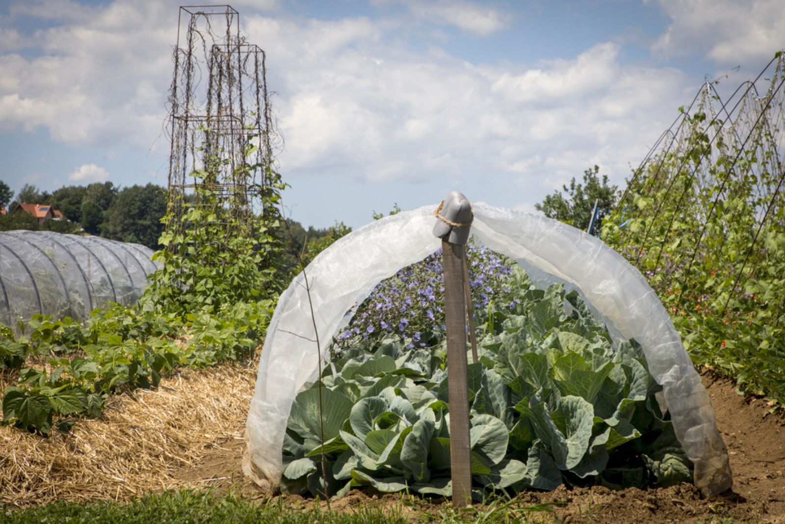 cabbage in cloch