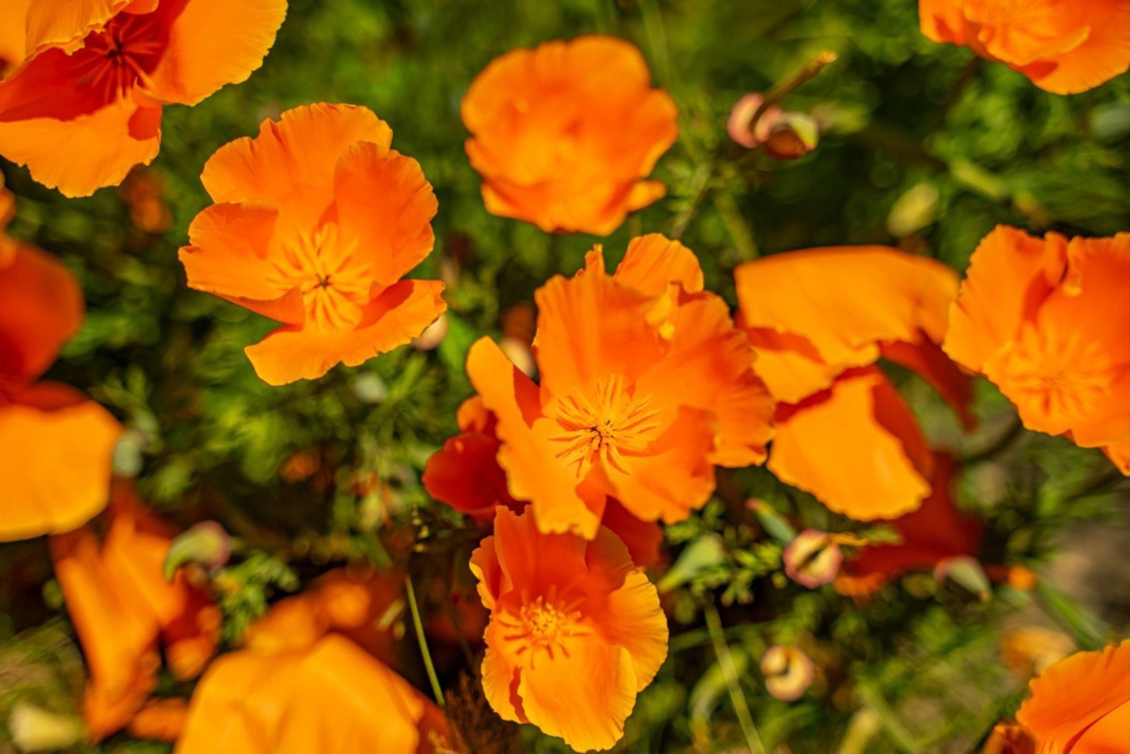 california poppies