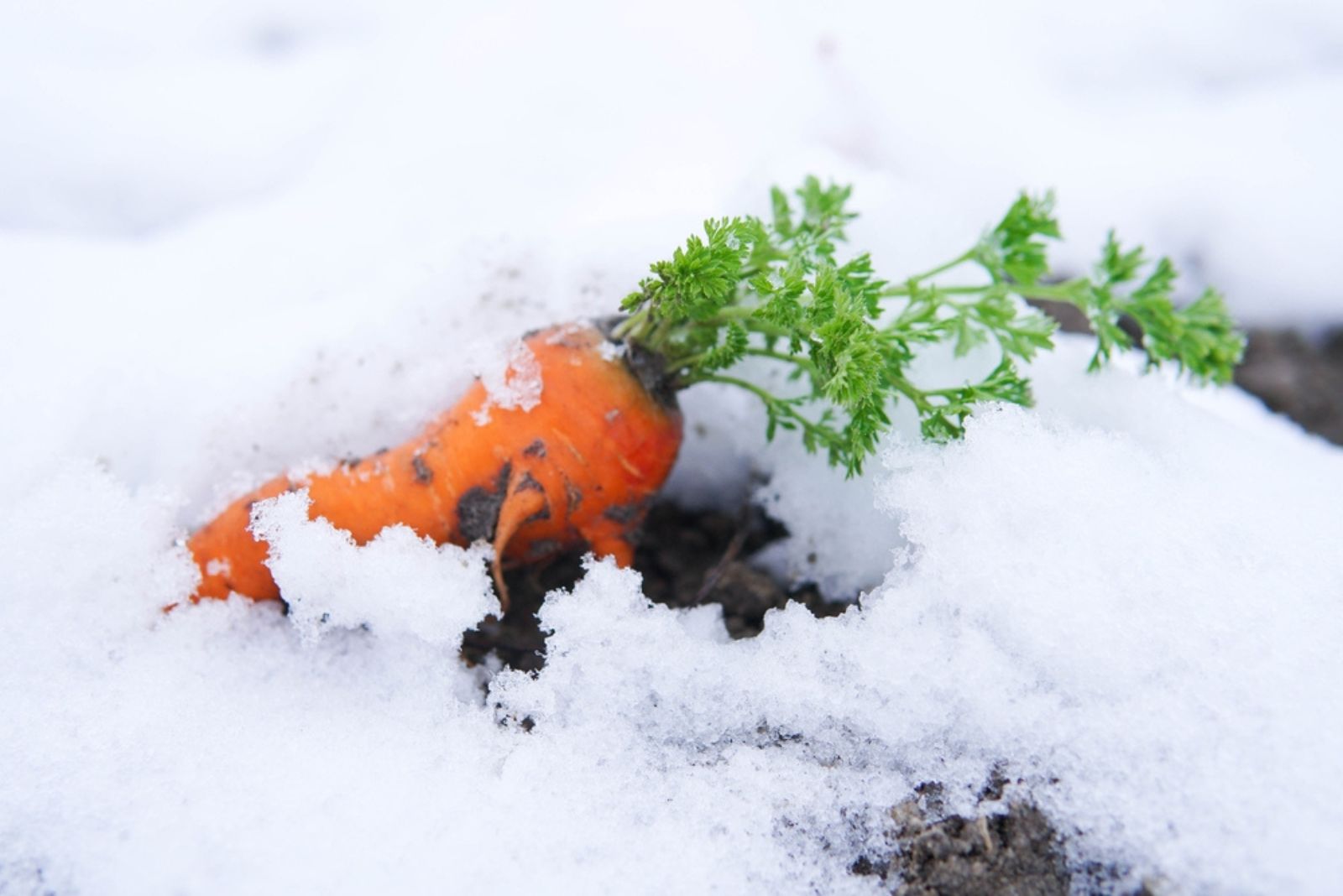 carrot under the snow