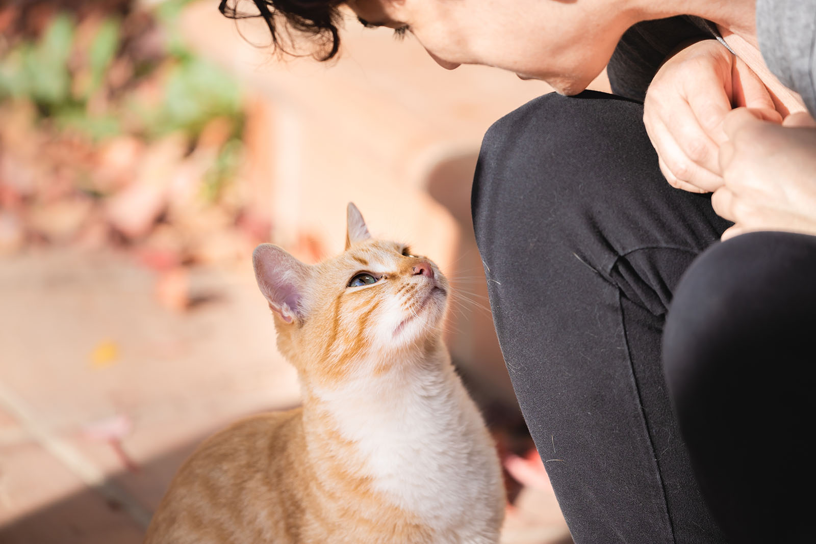 cat looking at woman