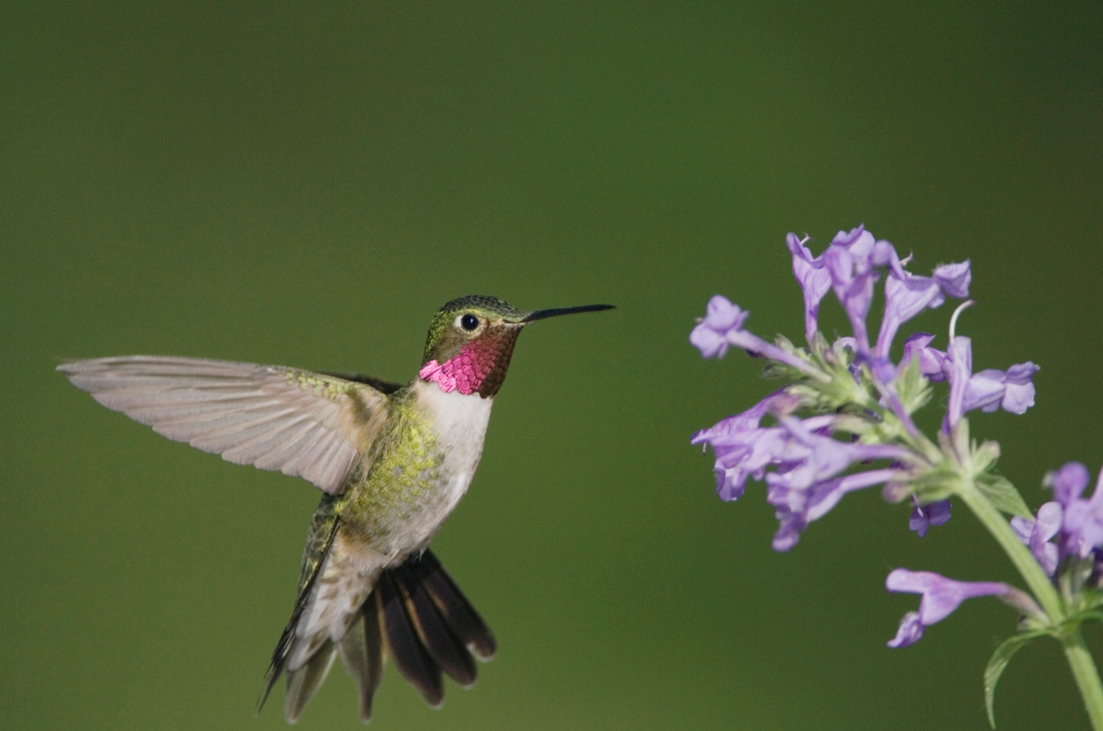 catmint and hummingbird