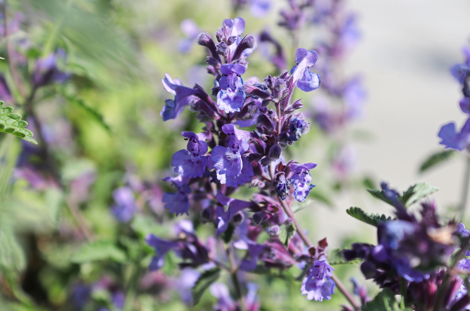 catmint in garden