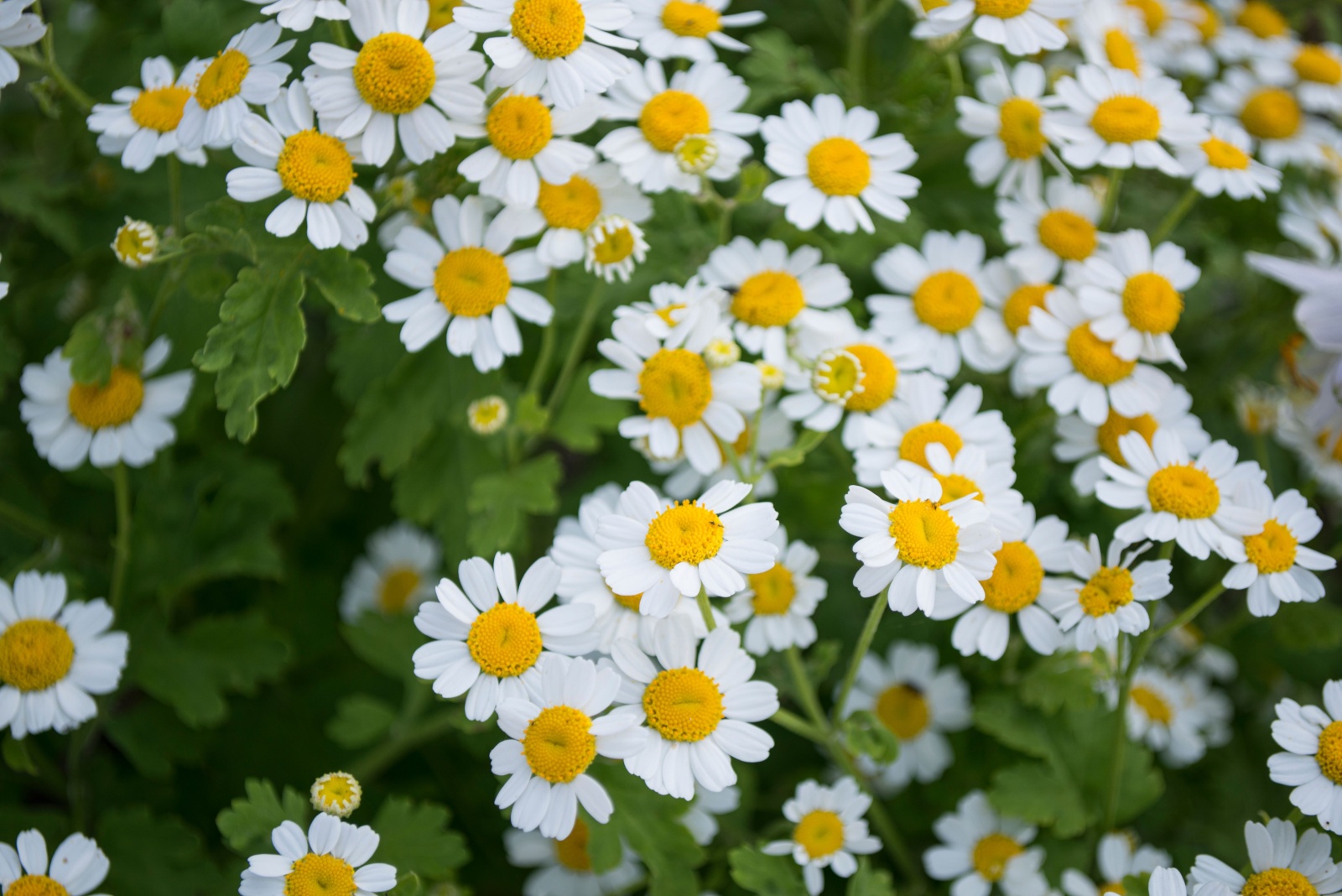 chamomile flowers