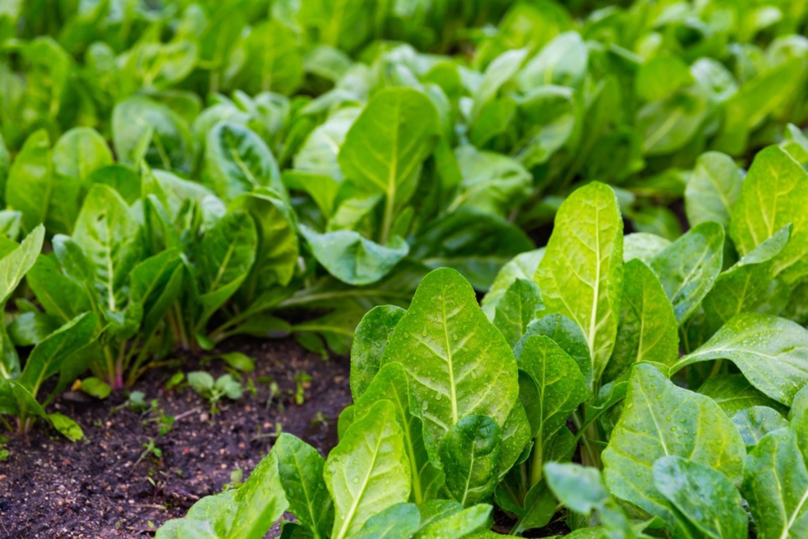 chard in garden