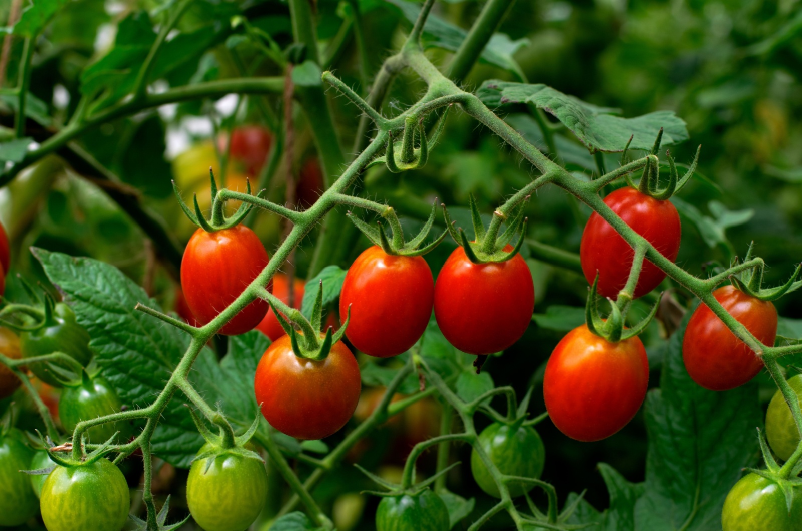 cherry tomatoes