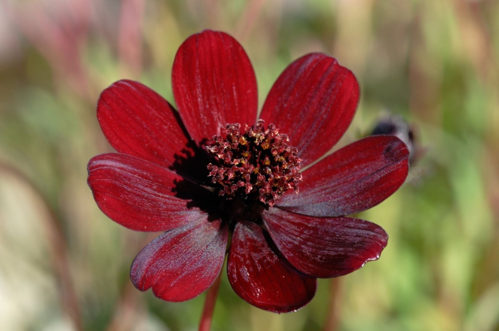 chocolate cosmos flower