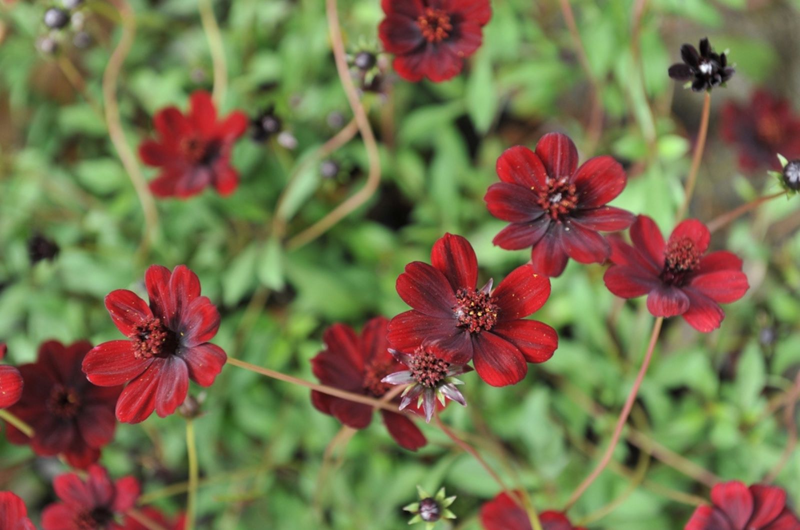 chocolate cosmos flowers in garden