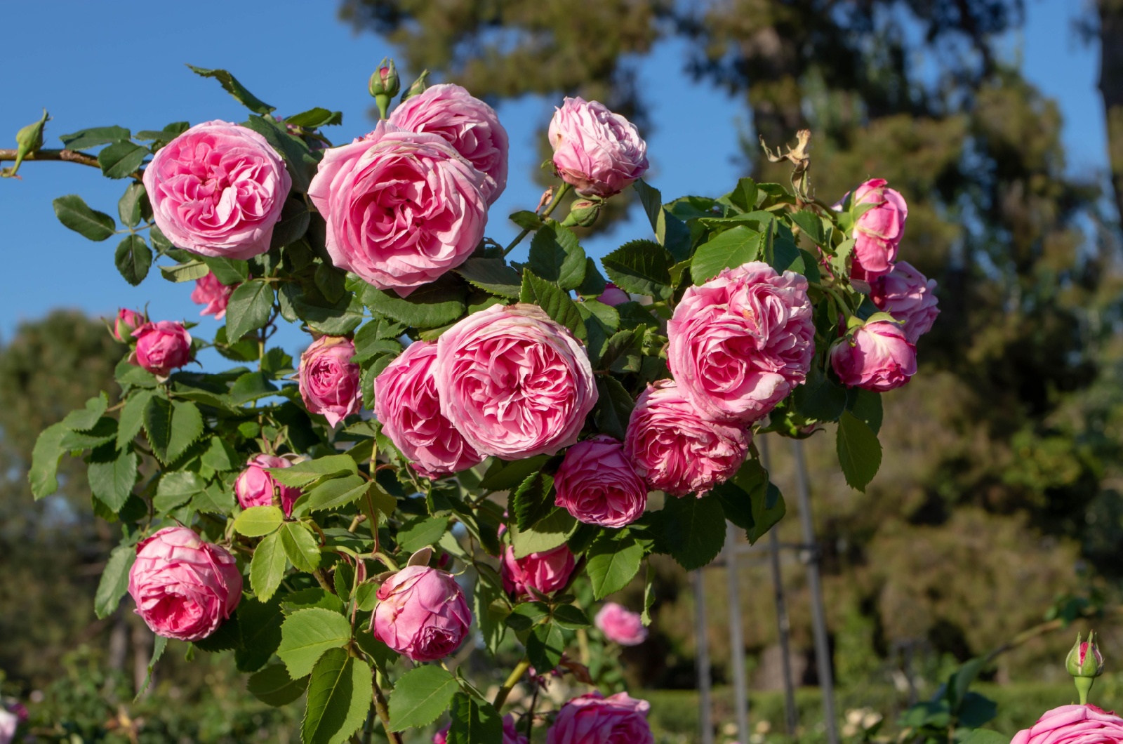 climbing roses in sunlight