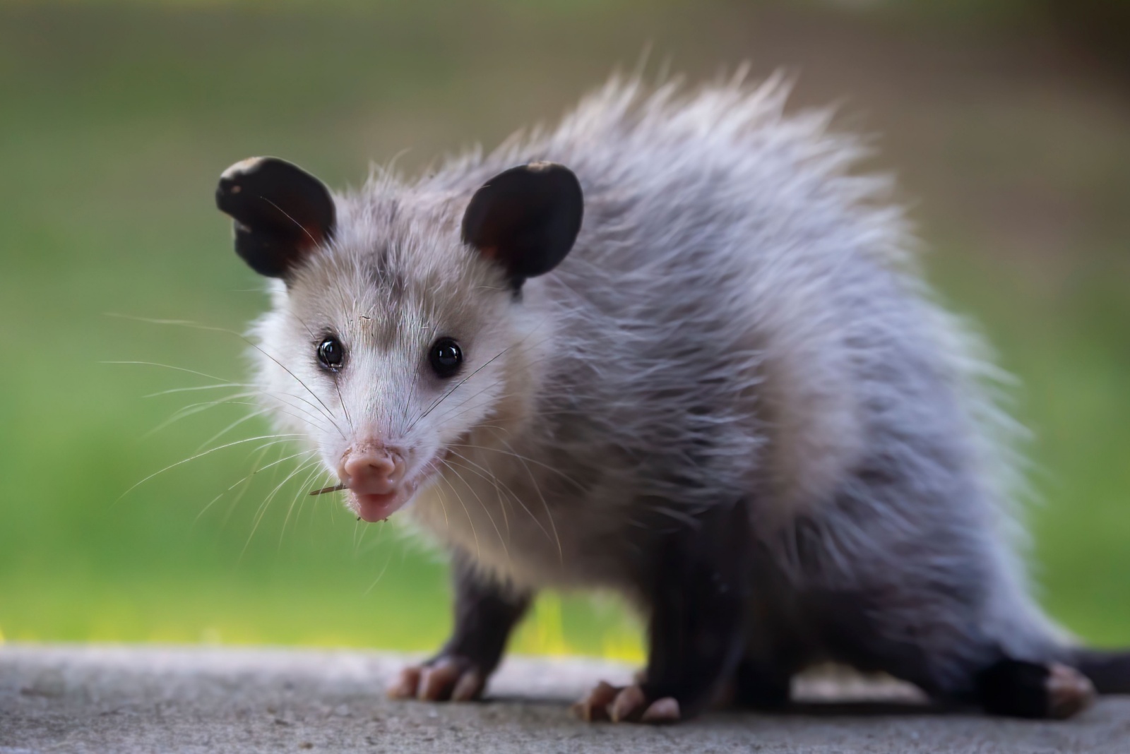 close-up photo of opossum