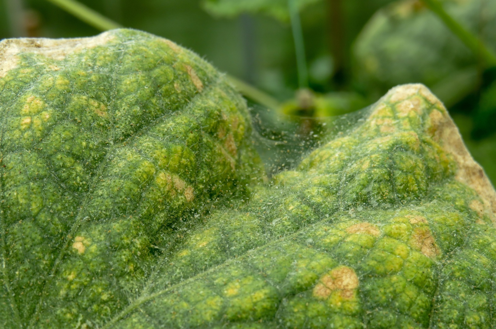 close-up photo of spider mites