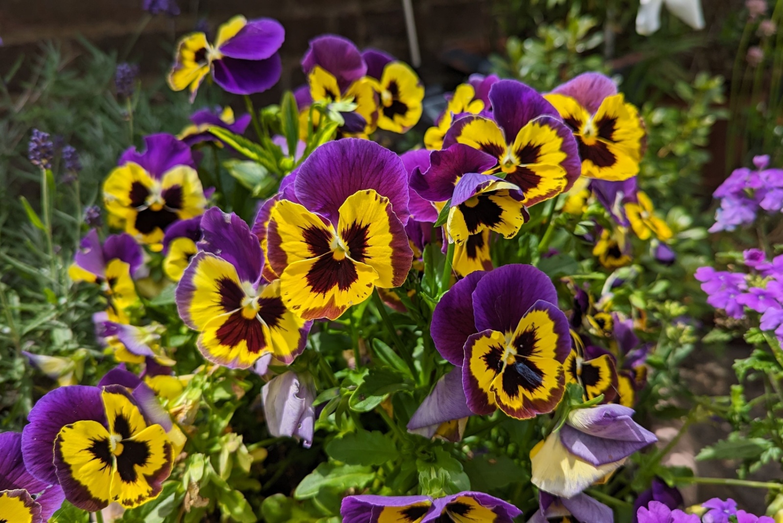 colorful pansies