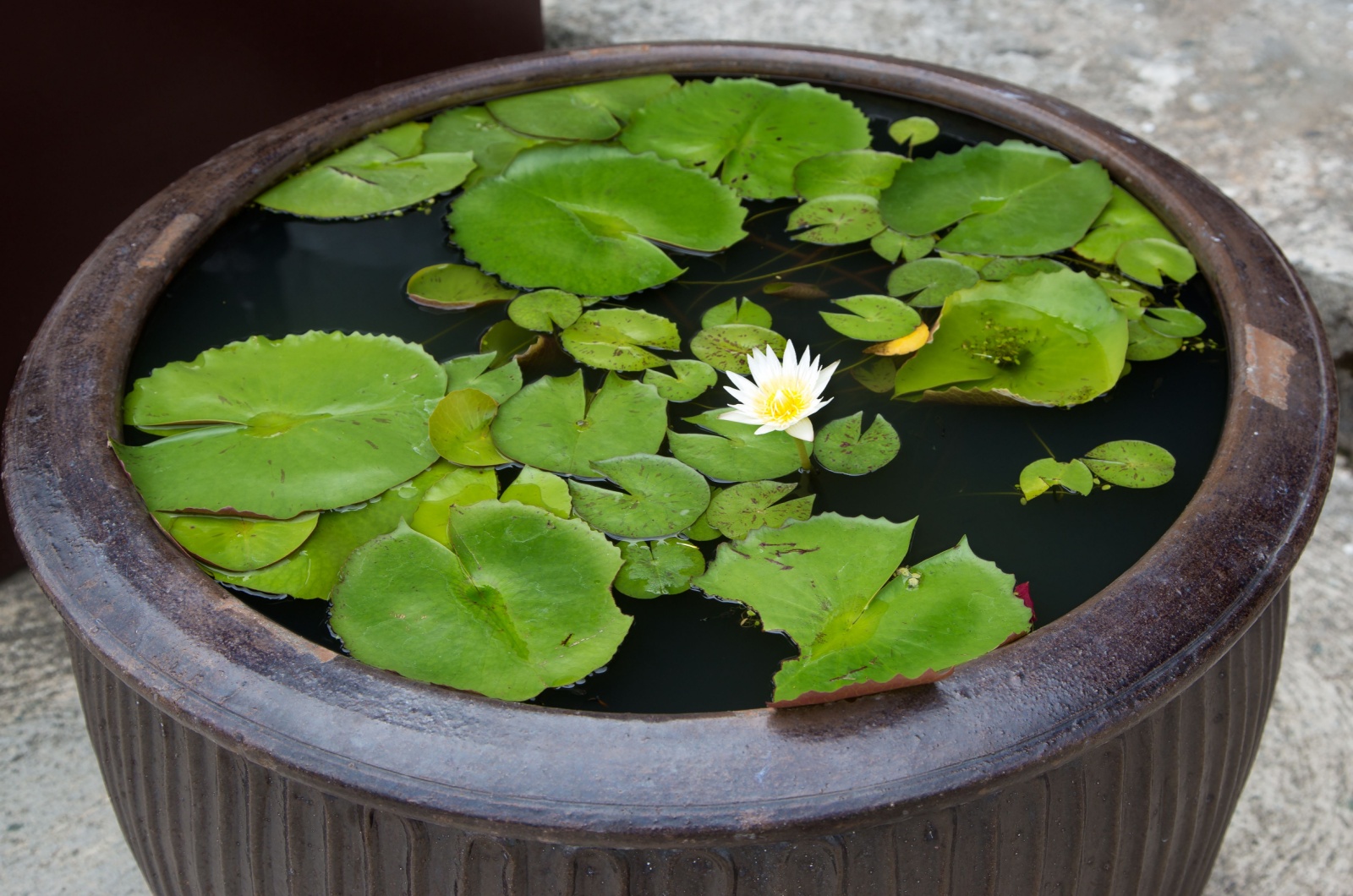 container water feature