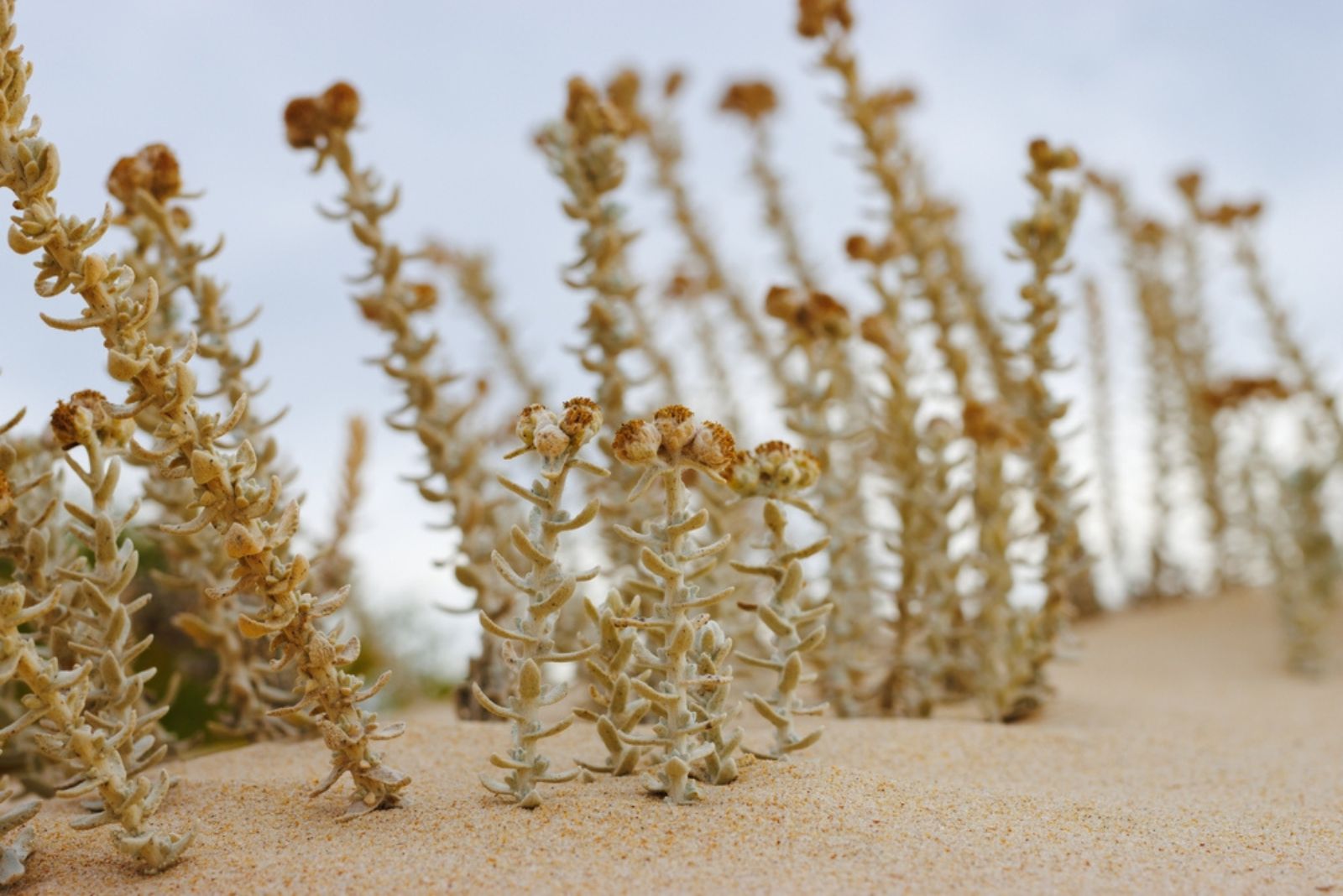 cottonweed plant