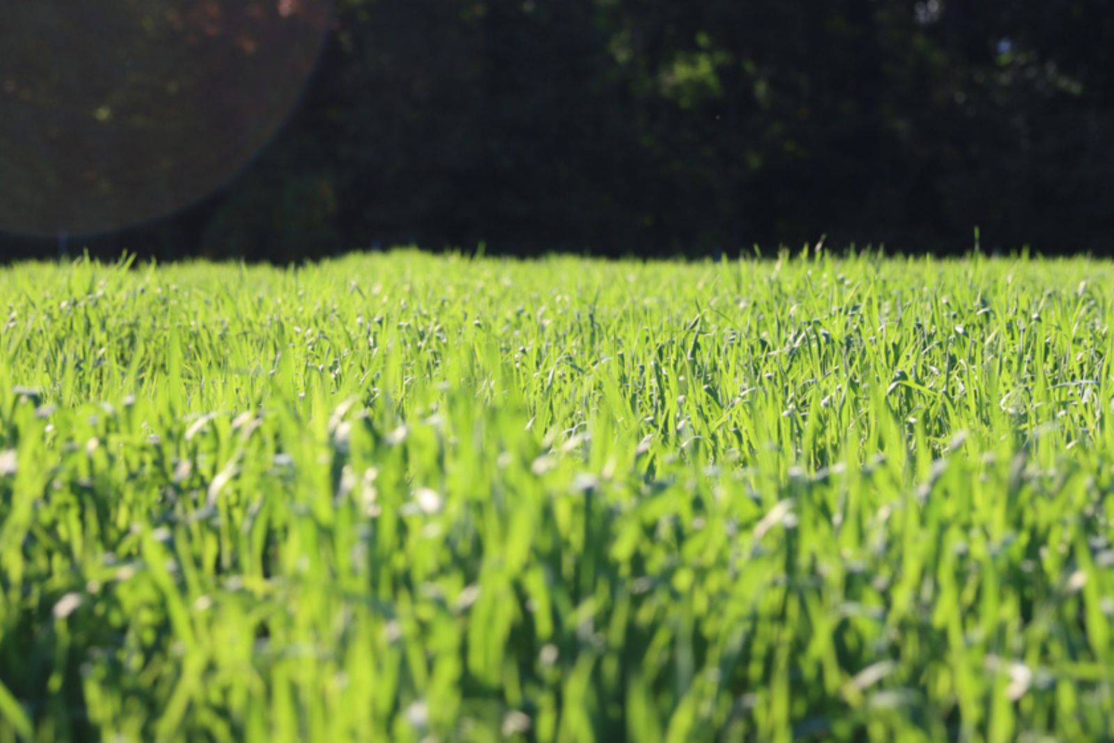 cover crop on field