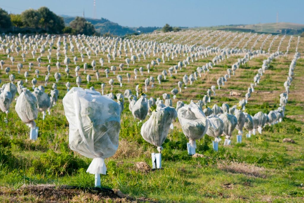 covering fruit trees in the garden