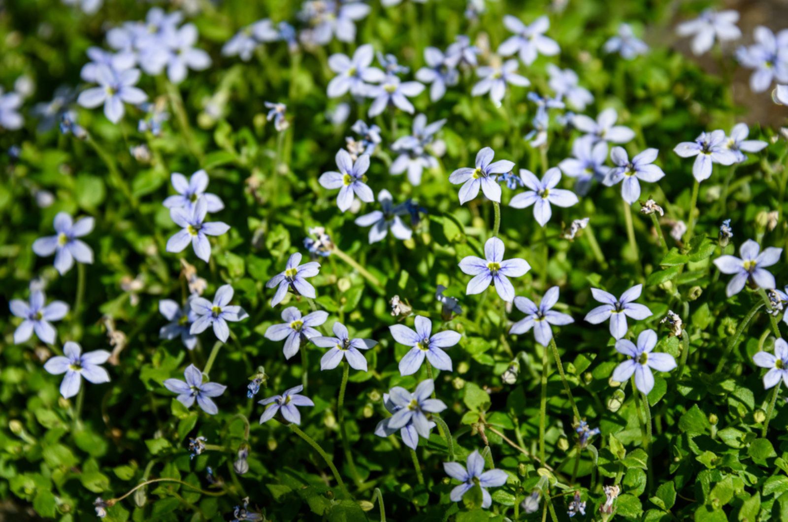 creeping blue star