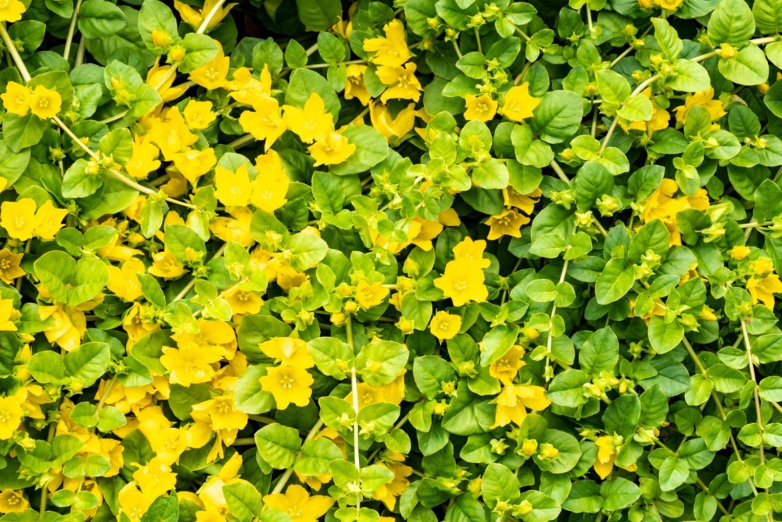 creeping jenny