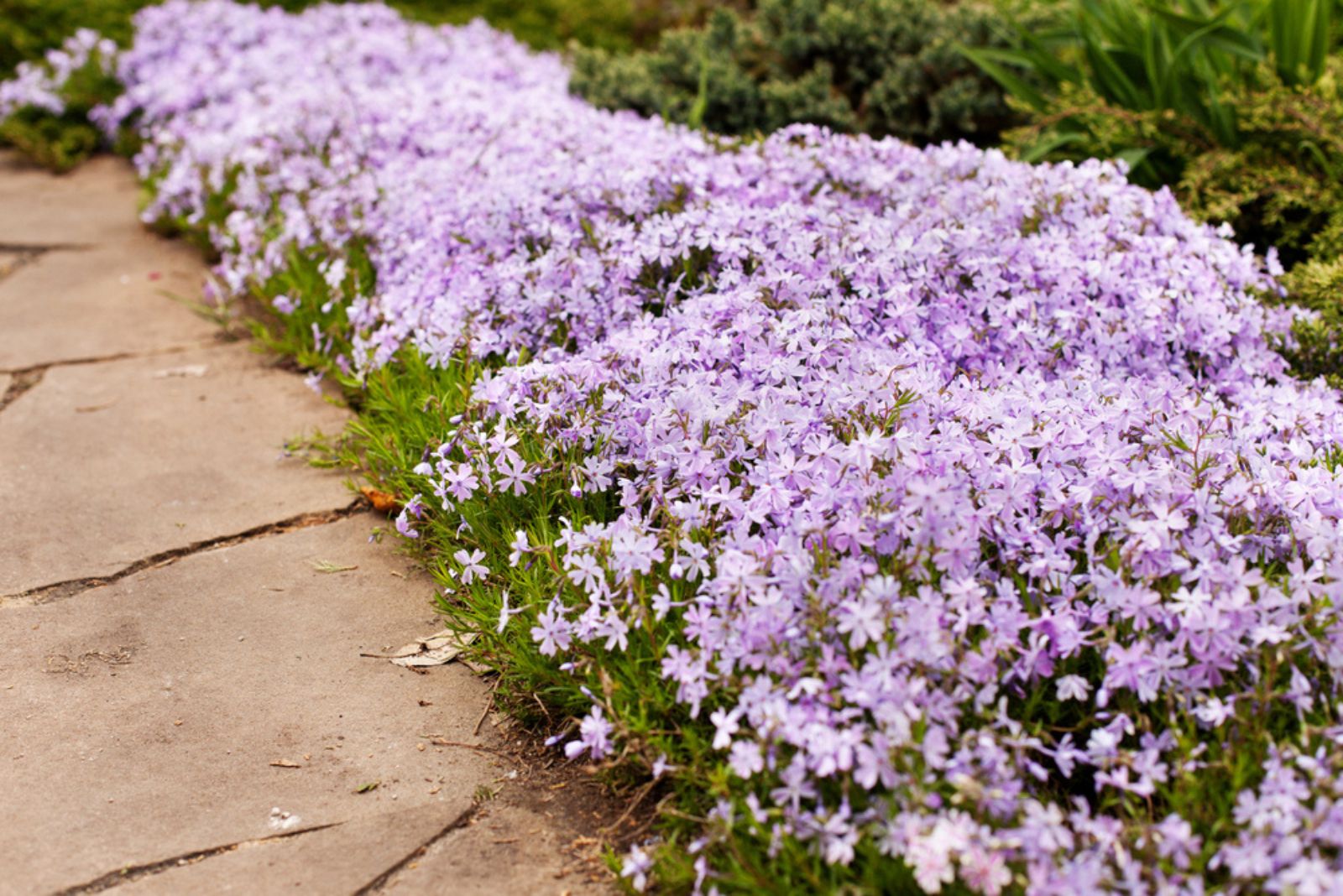 creeping phlox in garden