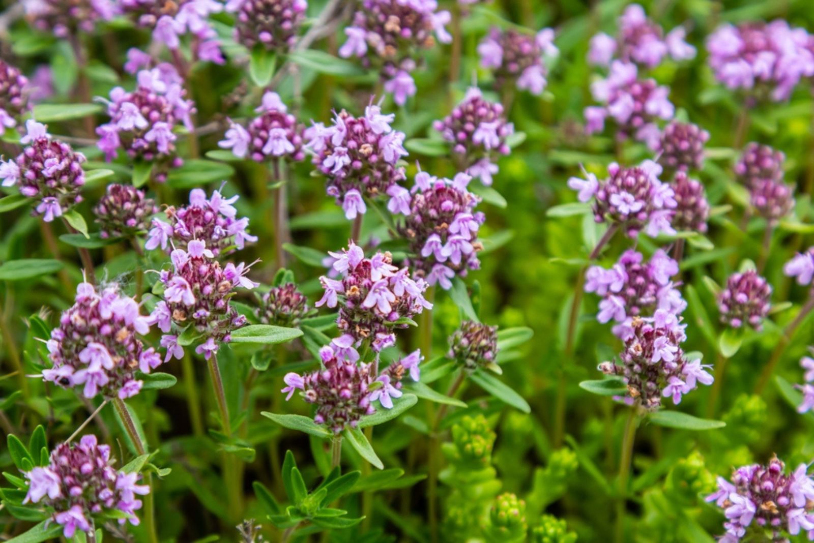 creeping thyme