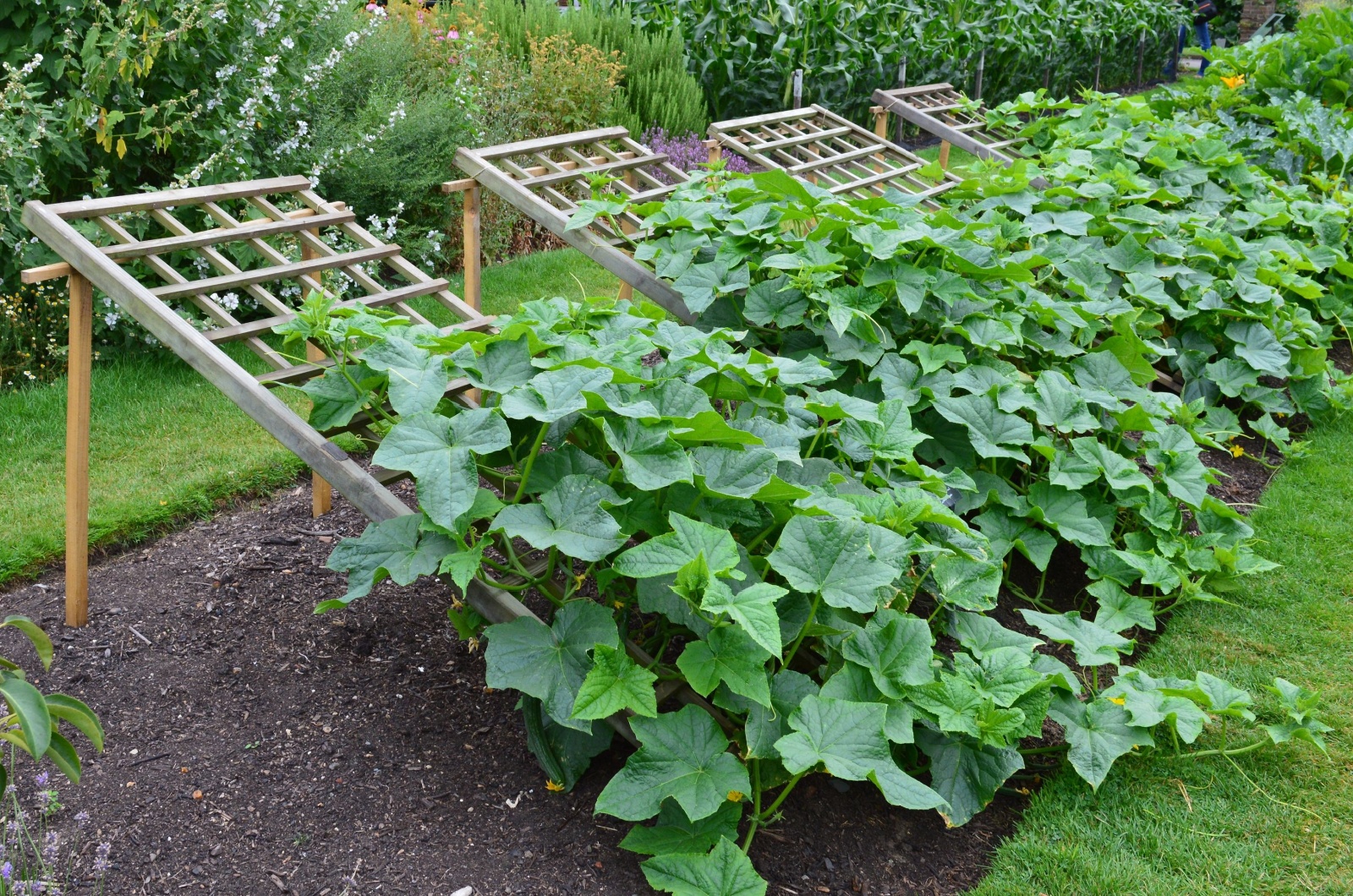 cucumber plants growing on a trellis