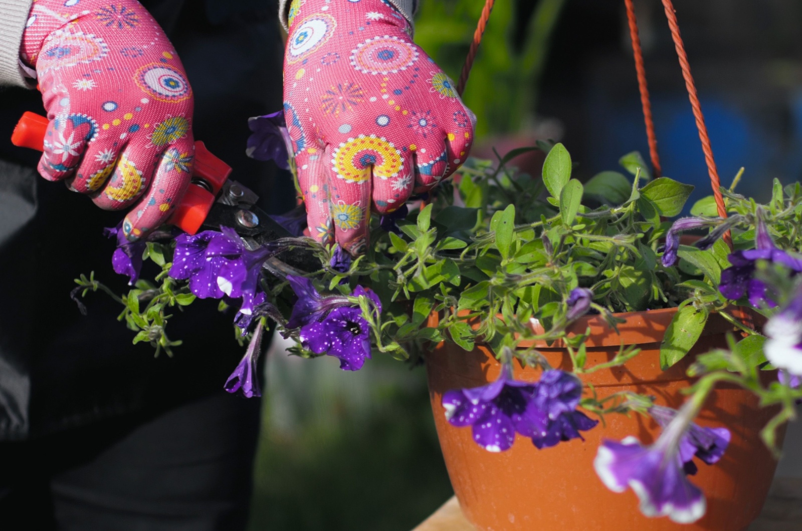 cutting dried petunias