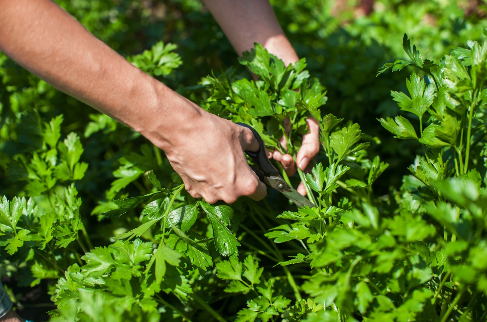 cutting fresh parsley