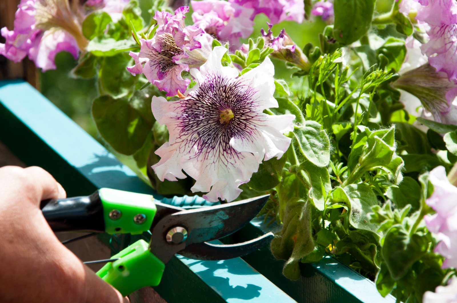 cutting petunias