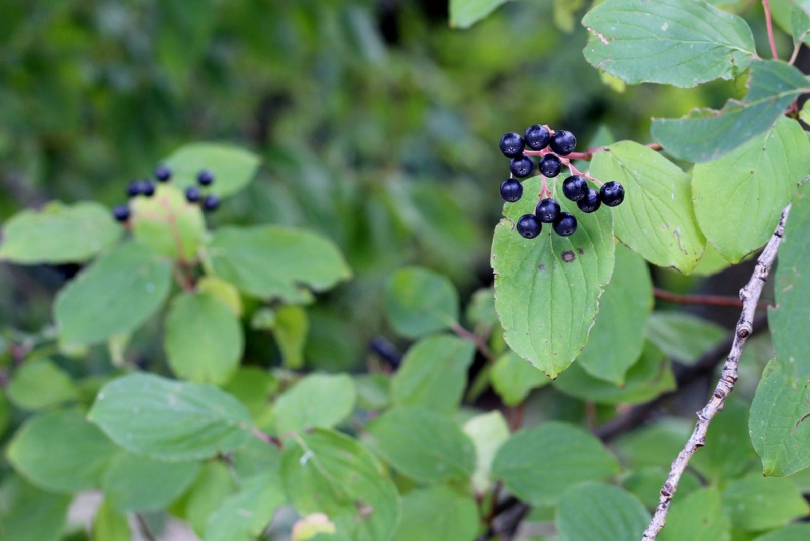 dark common buckthorn berries