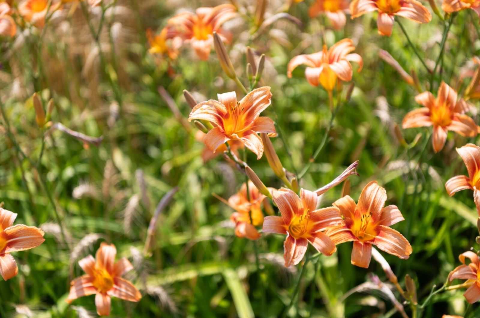 daylily flowers on a sunny day