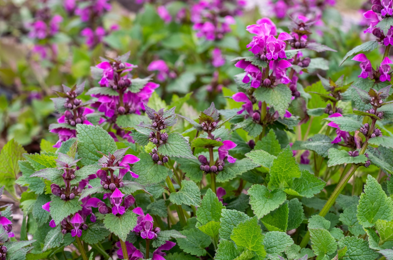 dead-nettle Lamium