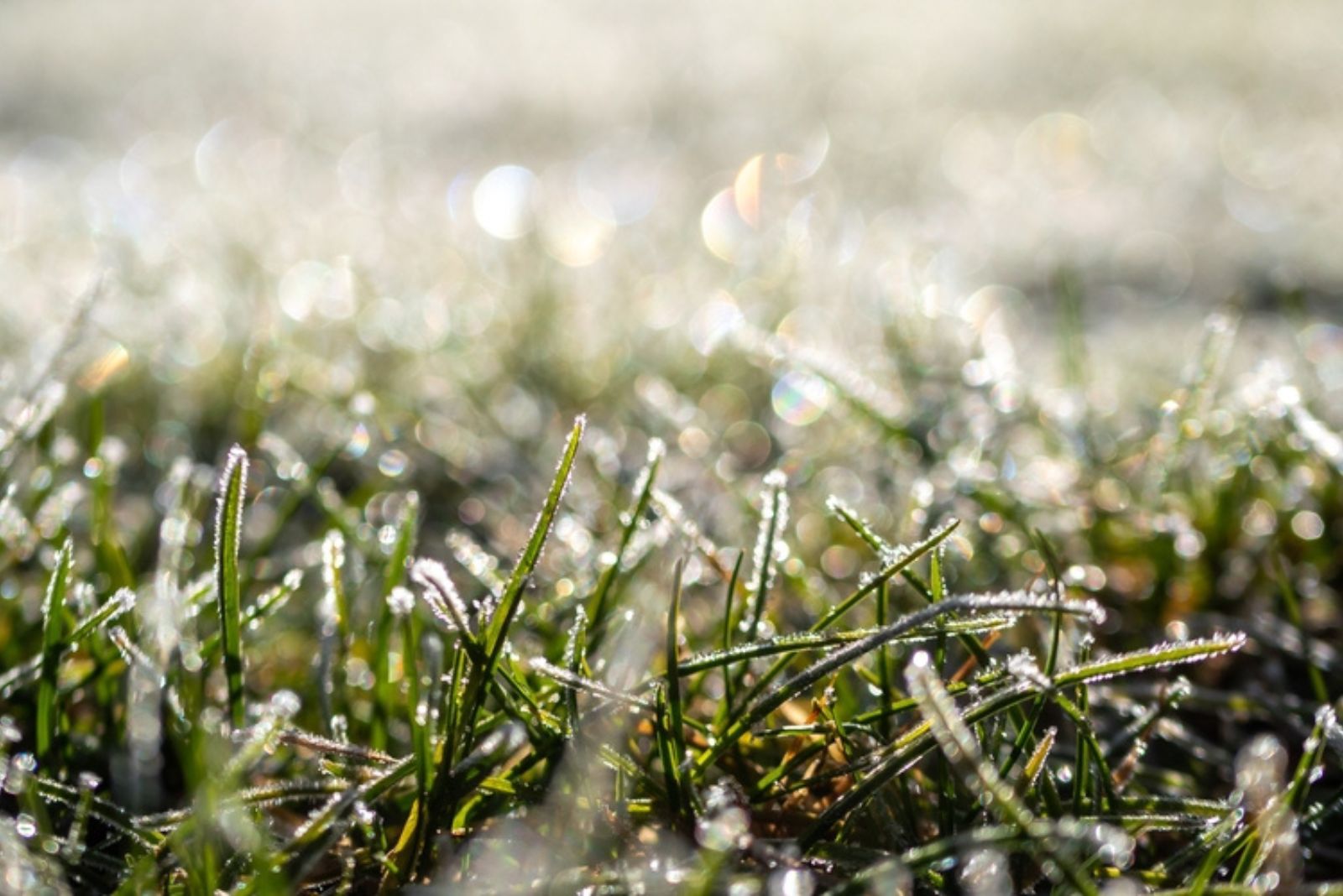 dew on the grass