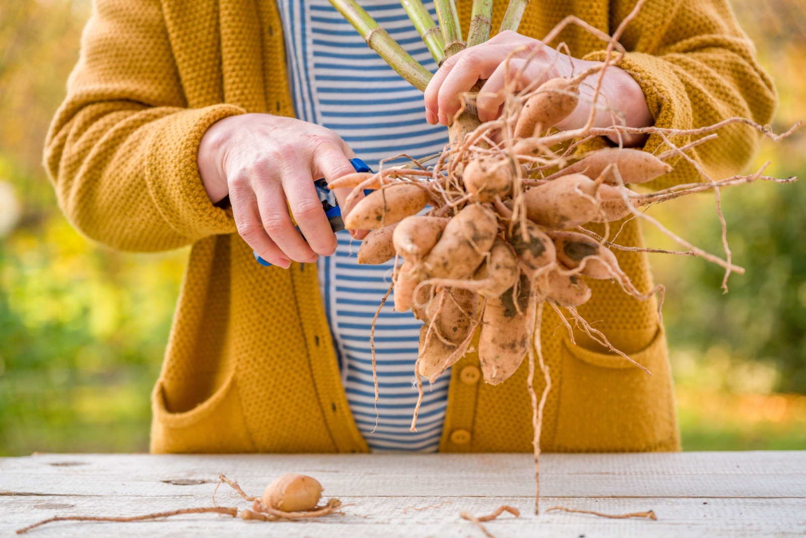 dividing dahlia tubers