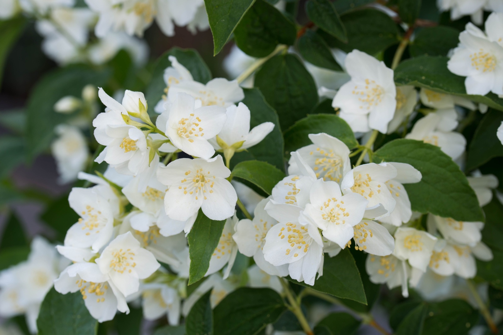 dogwood blossom