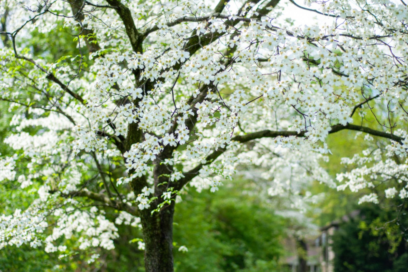 dogwood tree