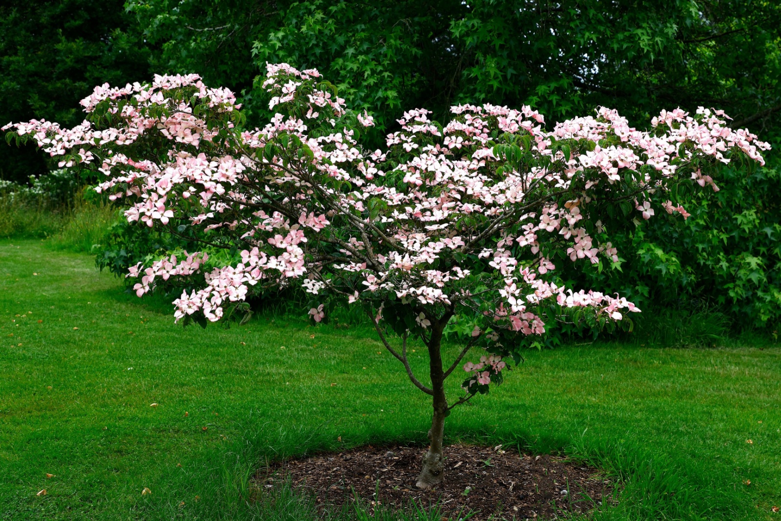 dogwood tree