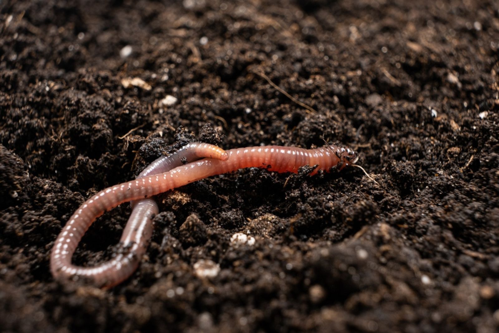 earthworm in soil