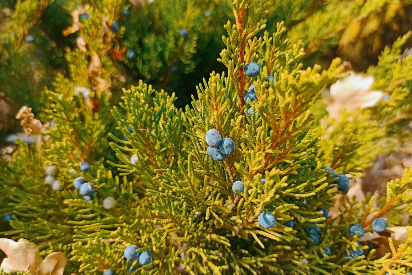 eastern red cedar