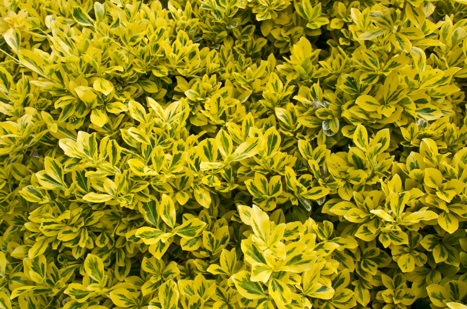 euonymus