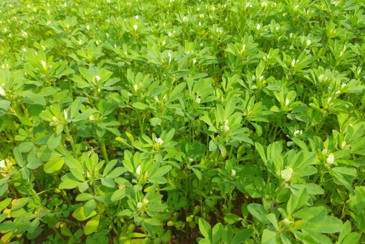 18 Clever Plants That Boost Nitrogen In The Soil And Help Your Veggie ...