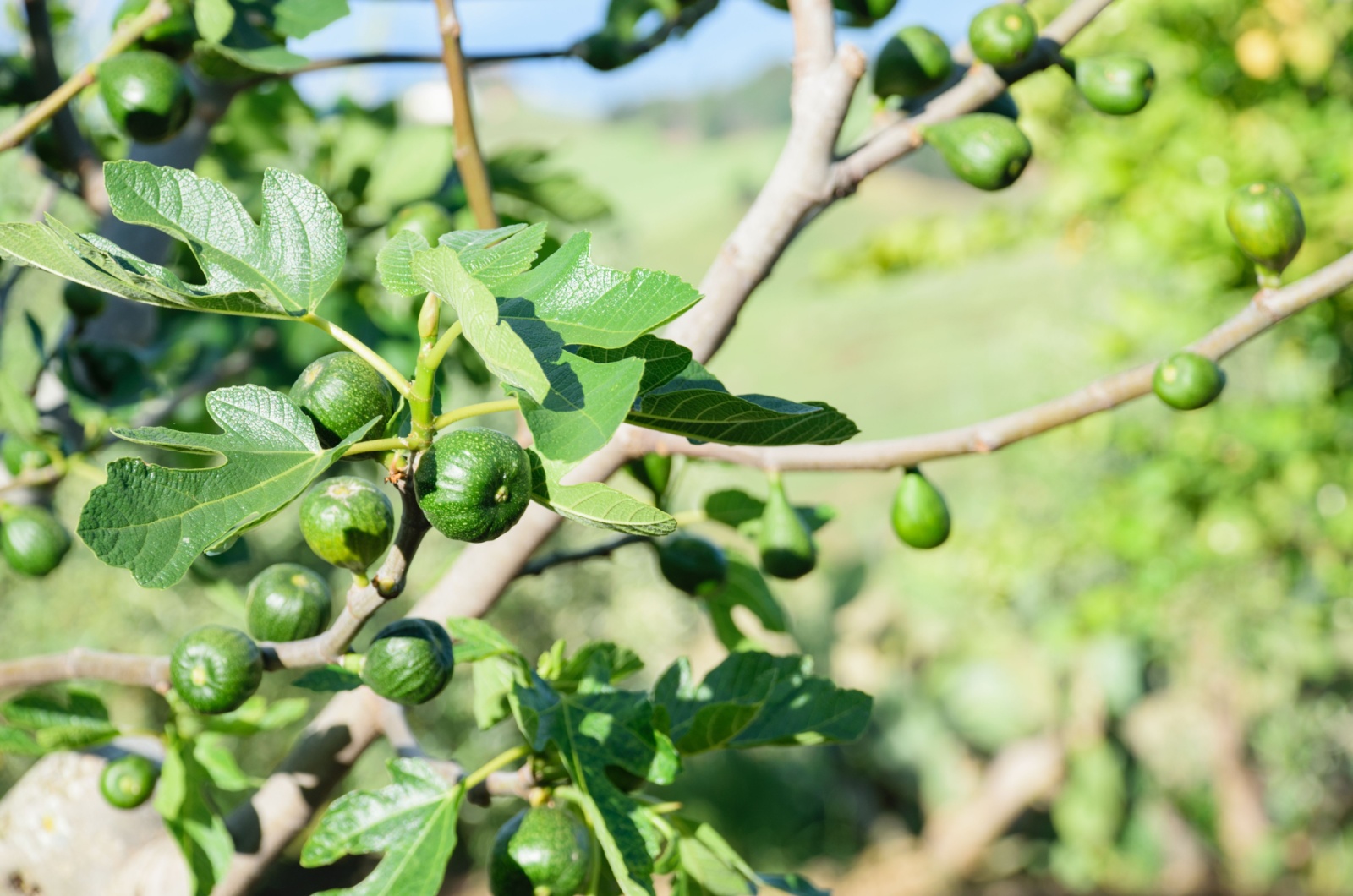 fig tree covered in sunshine