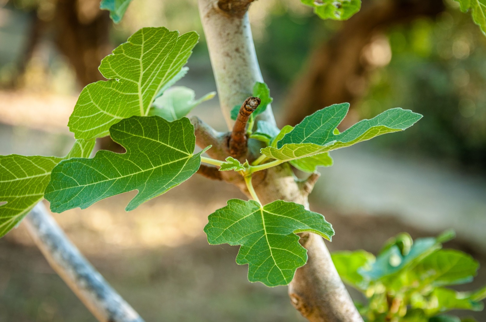 fig tree leaves