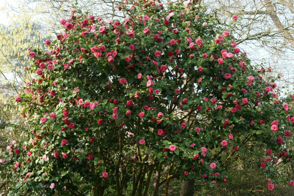 flowers and plant of Camellia japonica